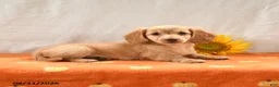 Miniature Dachshund dogs for sale: Maple   - Ad 2