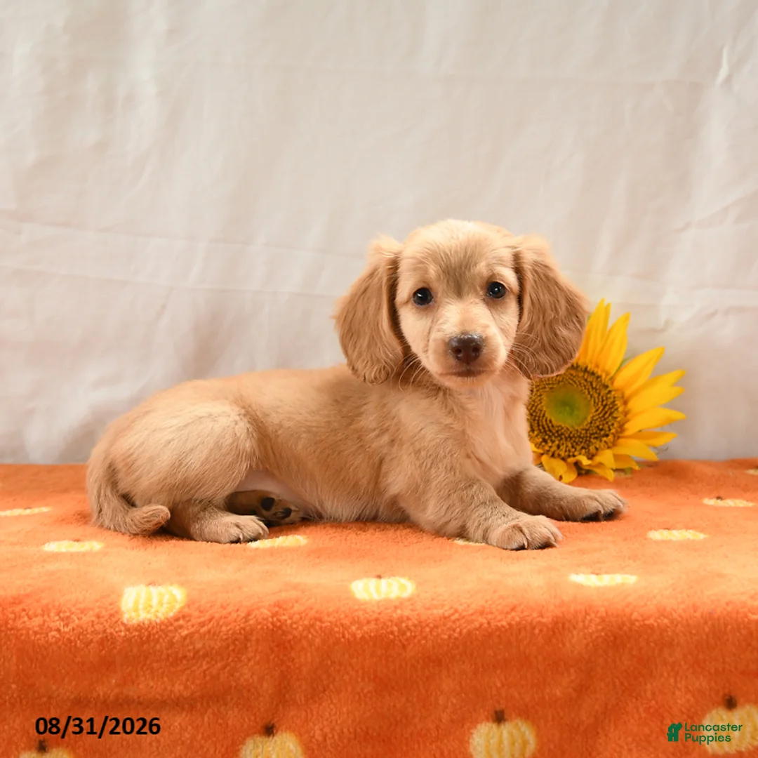 Miniature Dachshund dogs for sale: Maple   - Ad 2