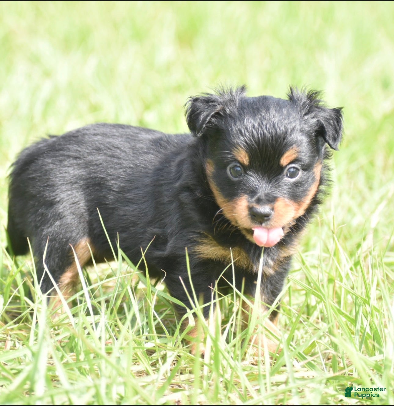 Toy Australian Shepherd dogs for sale: Toy Australian Shepherd Puppy 4 - Ad 5