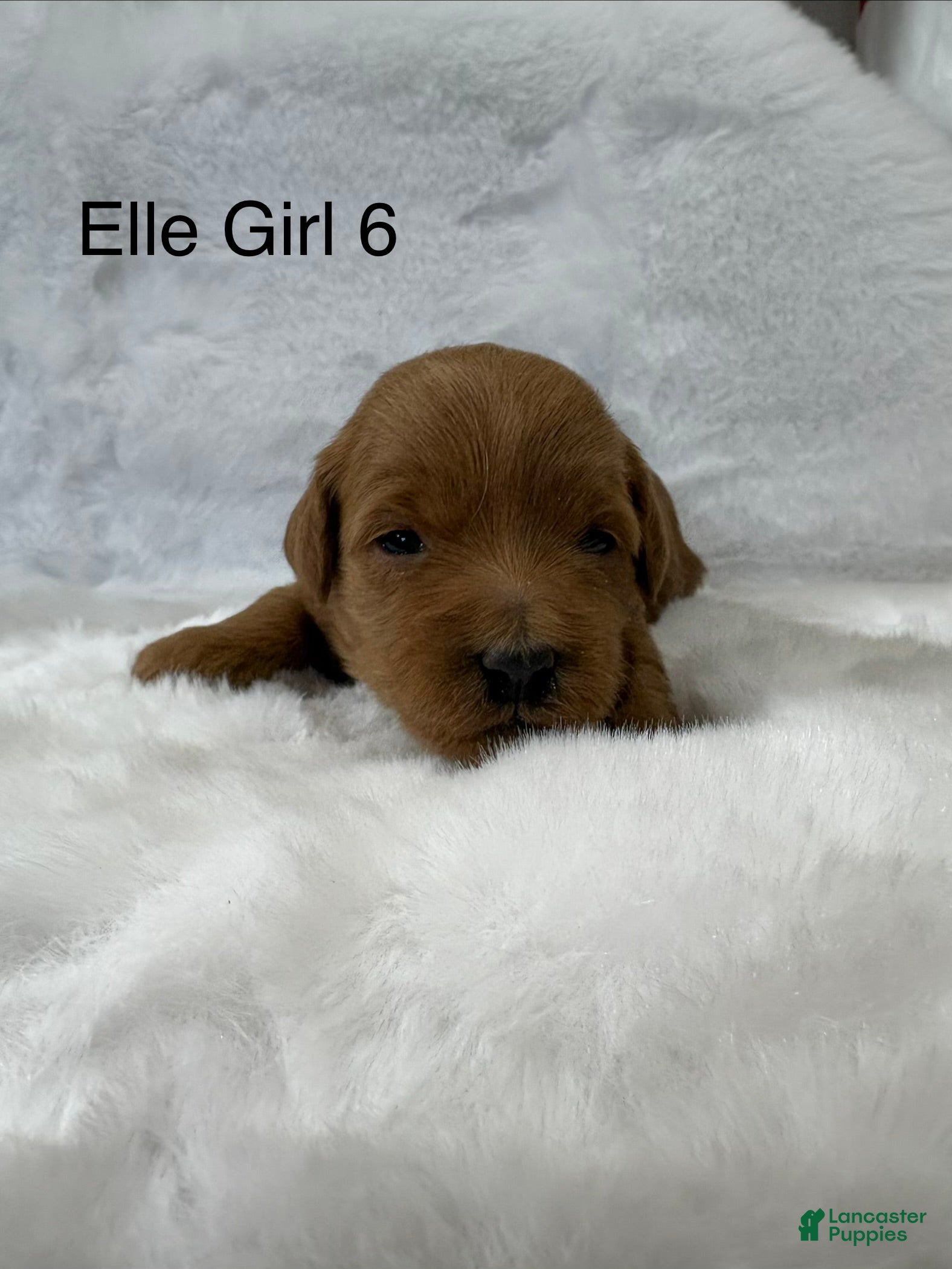 Mini Goldendoodle dogs Elle Girl 6 - Ad 20