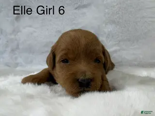 Mini Goldendoodle dogs Elle Girl 6 - Ad 20