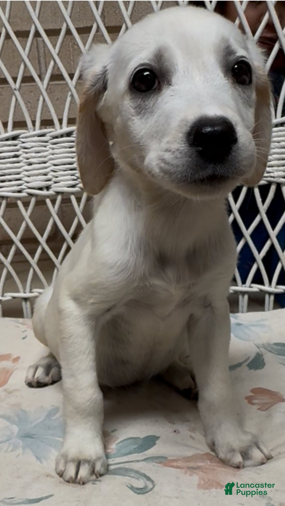 Labrador Retriever dogs for sale: Labrador Retriever Jackie - Ad 35