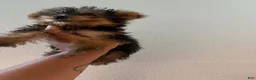 Yorkshire Terrier dogs for sale: Kelo Jr - Ad 2