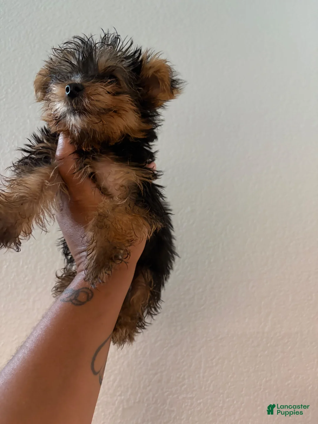 Yorkshire Terrier dogs for sale: Kelo Jr - Ad 2