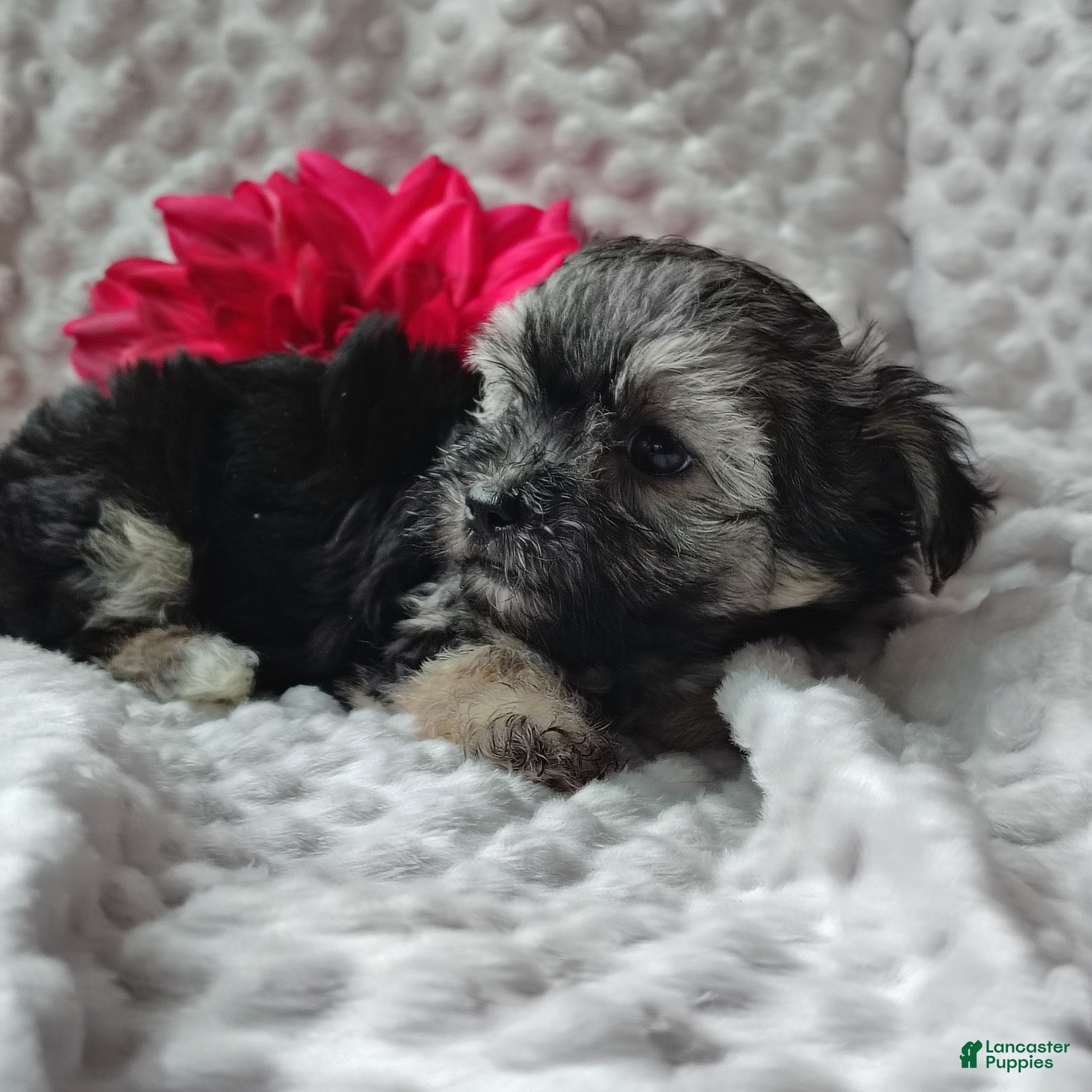 Morkie dogs Zha Zha - Ad 1