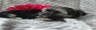 Zha Zha