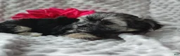 Morkie dogs for sale: Zha Zha - Ad 1