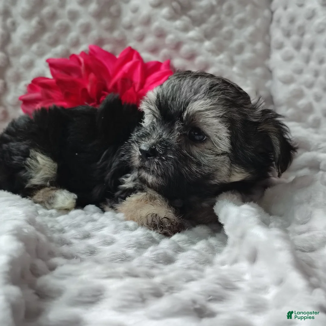 Morkie dogs for sale: Zha Zha - Ad 1