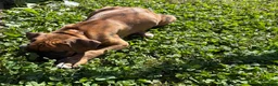 Boxer dogs for sale: Half-Breed - Ad 5