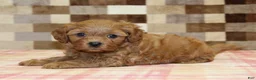 Cavapoo dogs for sale: Donny - Ad 6