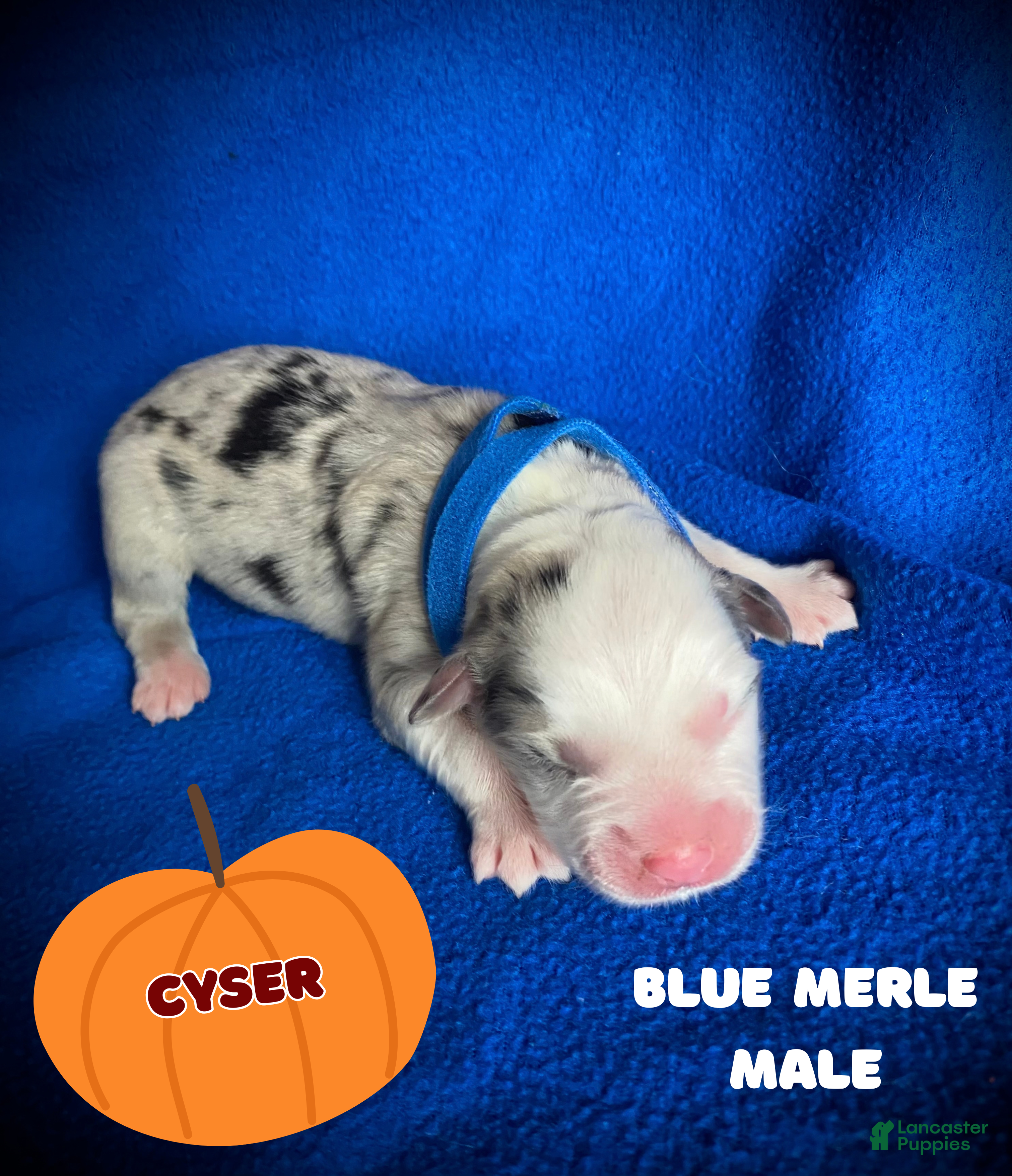 Australian Shepherd dogs for sale: Cyser - Ad 4
