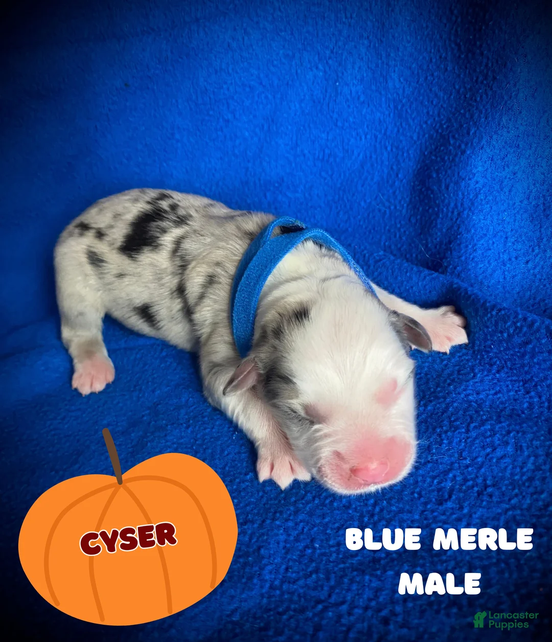 Australian Shepherd dogs for sale: Cyser - Ad 1