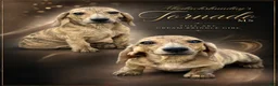 Miniature Dachshund dogs for sale: Cream Brindle - Ad 7