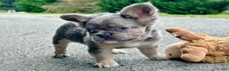 French Bulldog dogs for sale: Kash - Ad 2