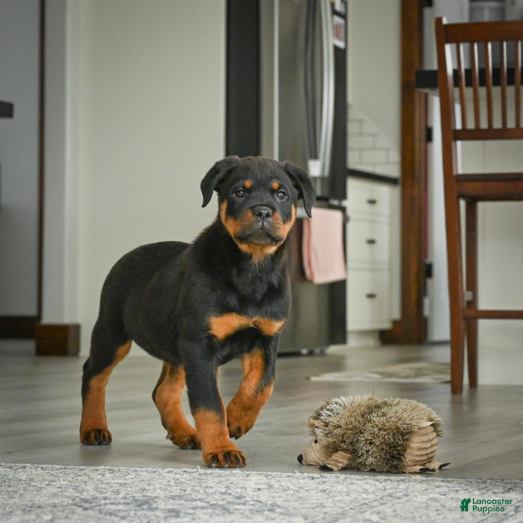 Rottweiler dogs Turbo - Ad 1