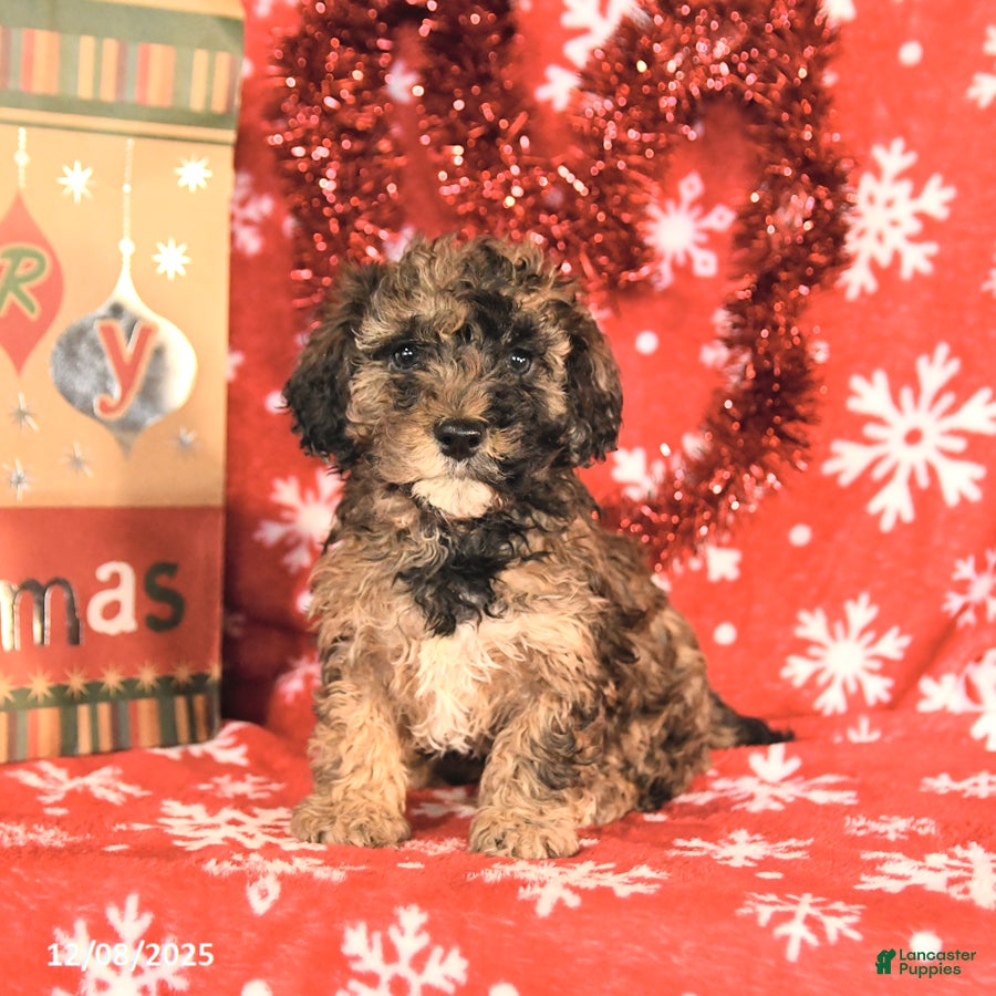 Miniature Poodle dogs Cody - Ad 34