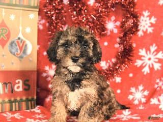 Miniature Poodle dogs Cody - Ad 11