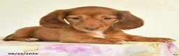 Miniature Dachshund dogs for sale: Lacy - Ad 3