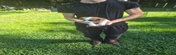 Jack Russell Terrier dogs for sale: Jack Russell Terrier 4 - Ad 8