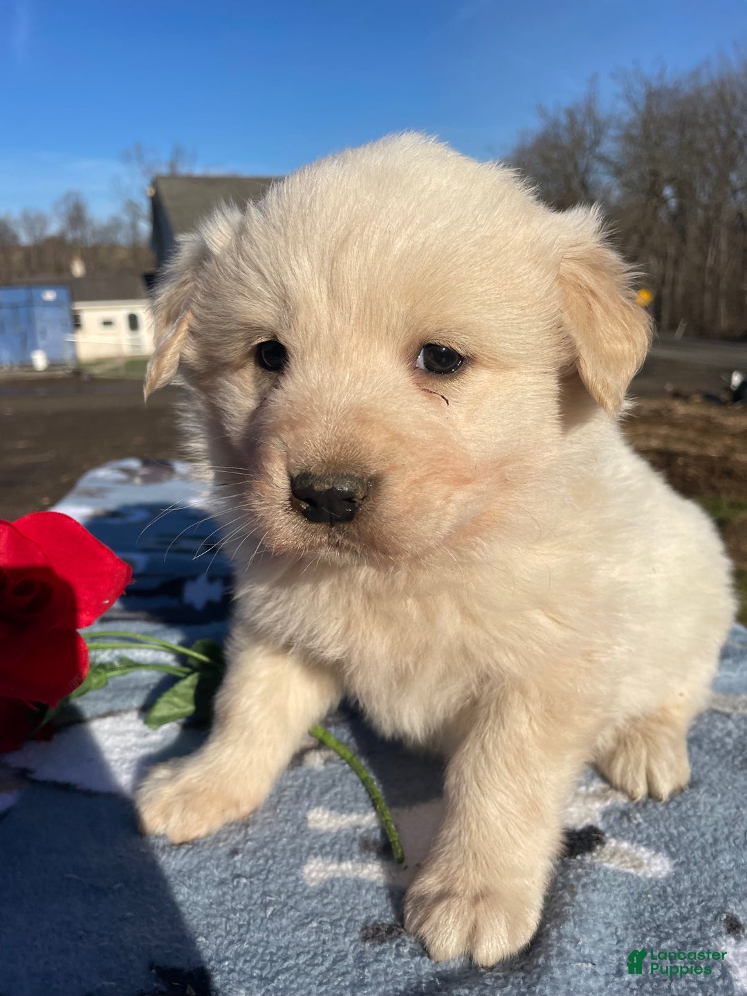Great Pyrenees dogs for sale: Fuzzy - Ad 2