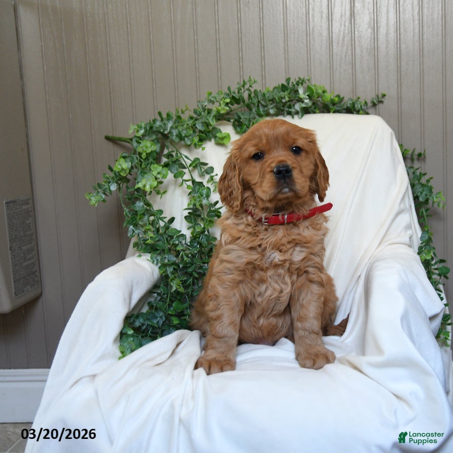 Miniature Golden Retriever dogs Jimmy - Ad 1