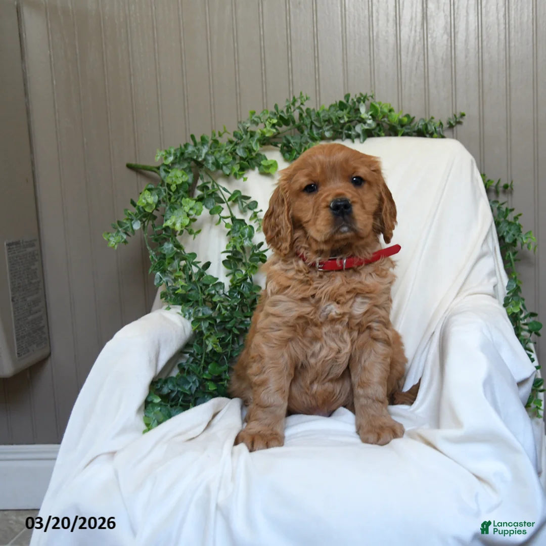 Miniature Golden Retriever dogs for sale: Jimmy - Ad 1
