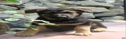 German Shepherd dogs for sale: Diesel  - Ad 4