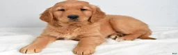 Golden Retriever dogs for sale: Anna - Ad 6