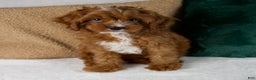 Cavapoo dogs for sale: Audi - Ad 12