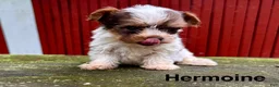 Yorkshire Terrier dogs for sale: Hermoine - Ad 4