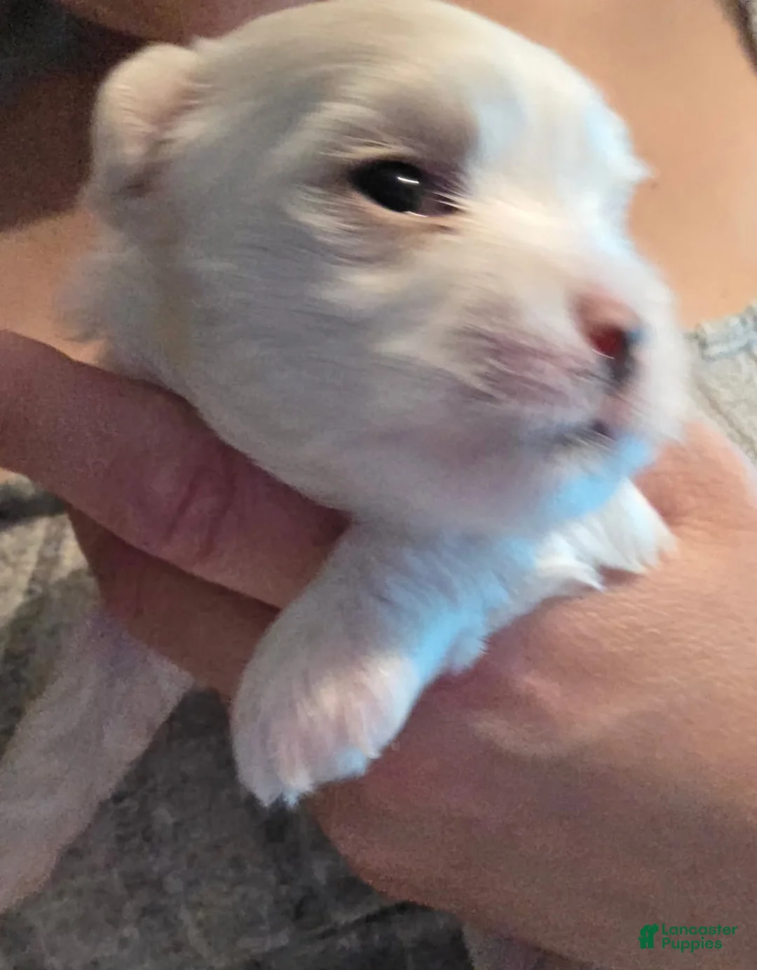 Maltese dogs for sale: Dolchi - Ad 1