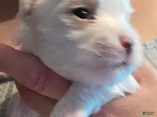Maltese dogs Dolchi - Ad 3