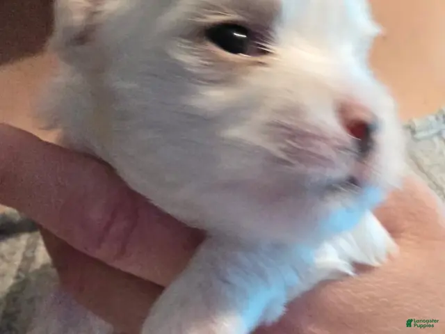 Maltese dogs Dolchi - Ad 30