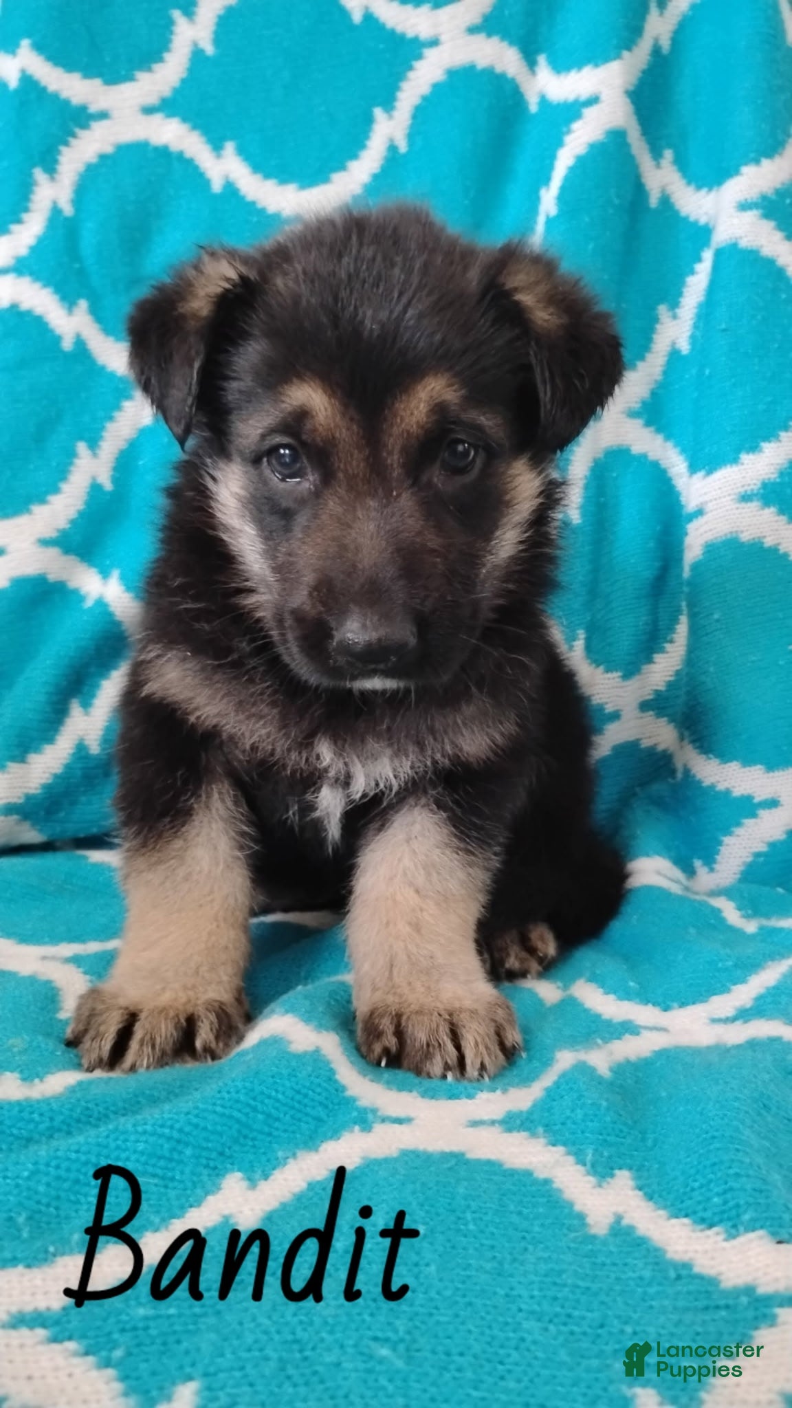 German Shepherd dogs Bandit - Ad 38