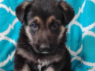 German Shepherd dogs Bandit - Ad 40