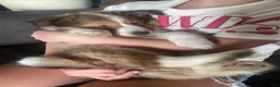 Shetland Sheepdog dogs for sale: Shetland Sheepdog Puppy 1 - Ad 3