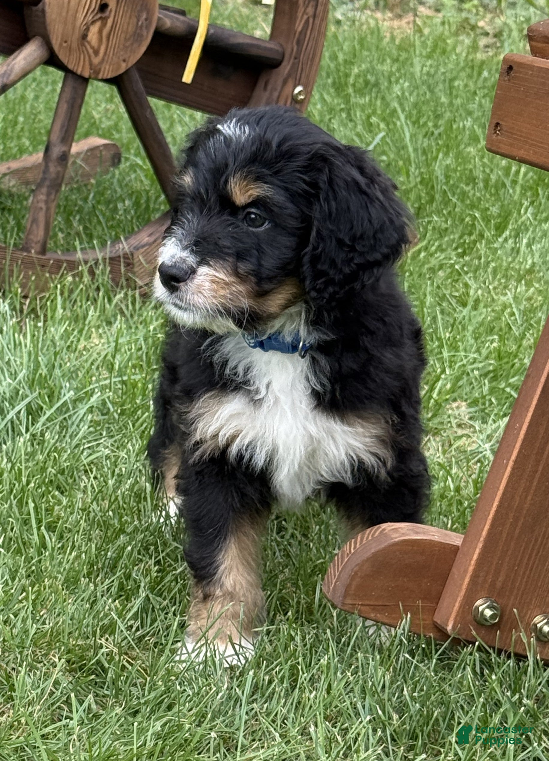 Bernedoodle dogs Chip - Ad 10