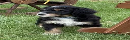 Bernedoodle dogs for sale: Chip - Ad 1