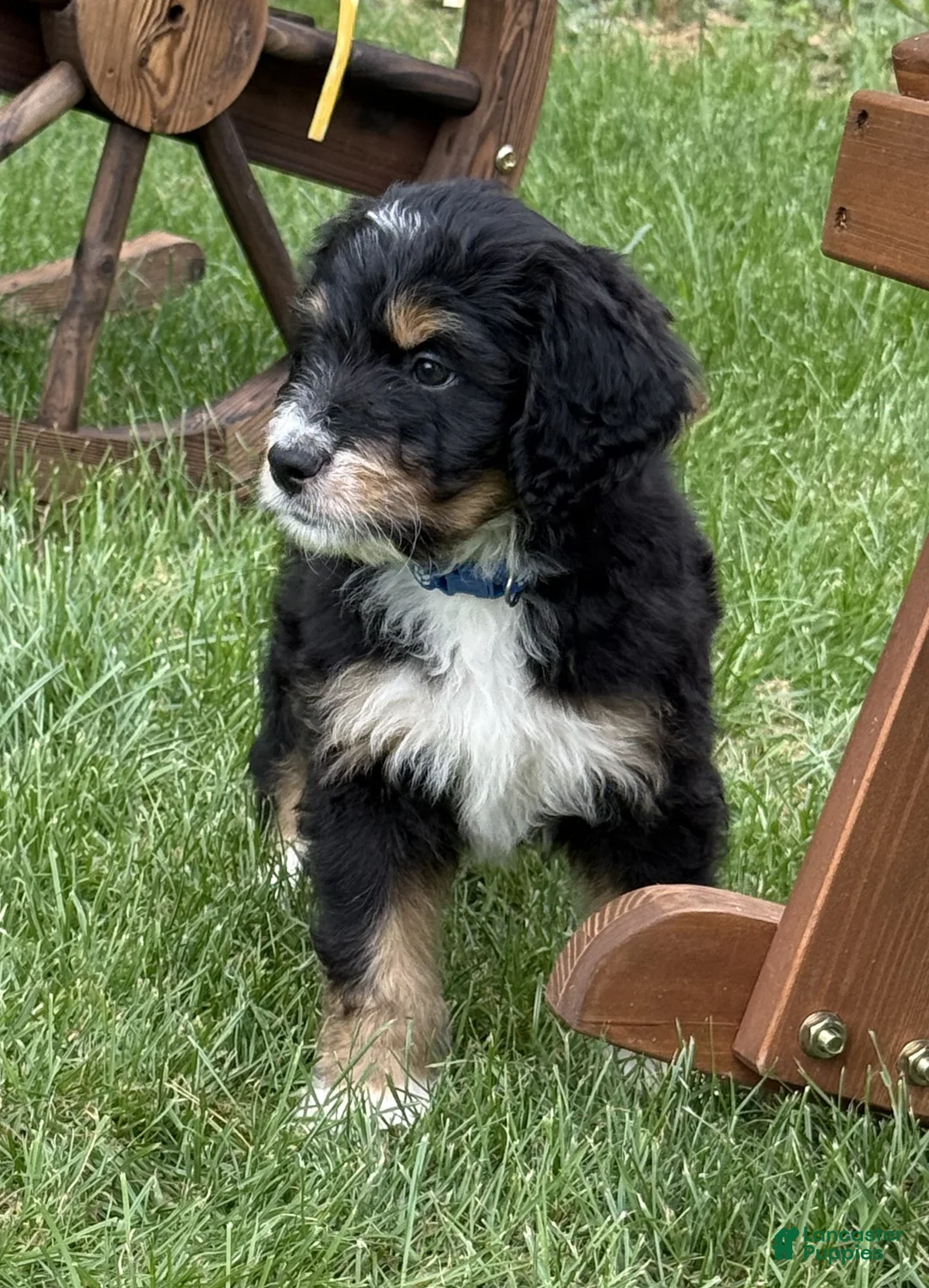 Bernedoodle dogs for sale: Chip - Ad 1