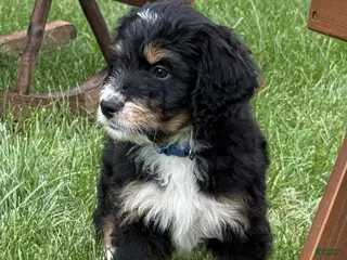 Bernedoodle dogs Chip - Ad 10