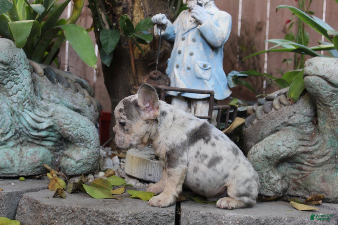 French Bulldog dogs for sale: Manchas French Bulldog Puppy  - Ad 2