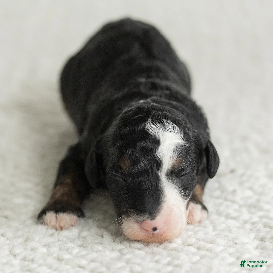 Mini Bernedoodle dogs for sale: Alyssa Miniature Bernedoodle  - Ad 2