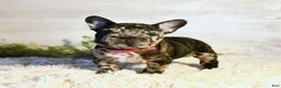 French Bulldog dogs for sale: Ore - Ad 2
