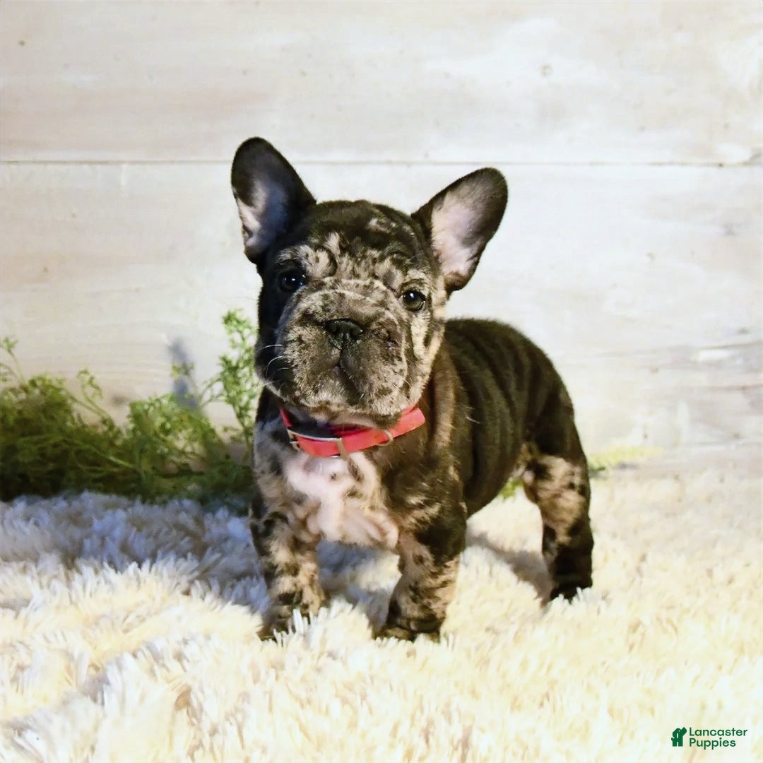 French Bulldog dogs for sale: Ore - Ad 2