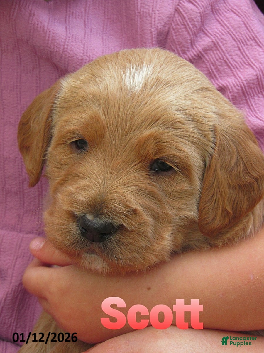 Labradoodle dogs Scott - Ad 13