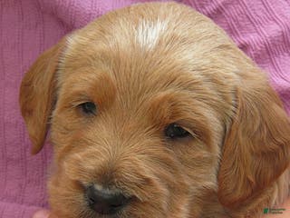 Labradoodle dogs Scott - Ad 13