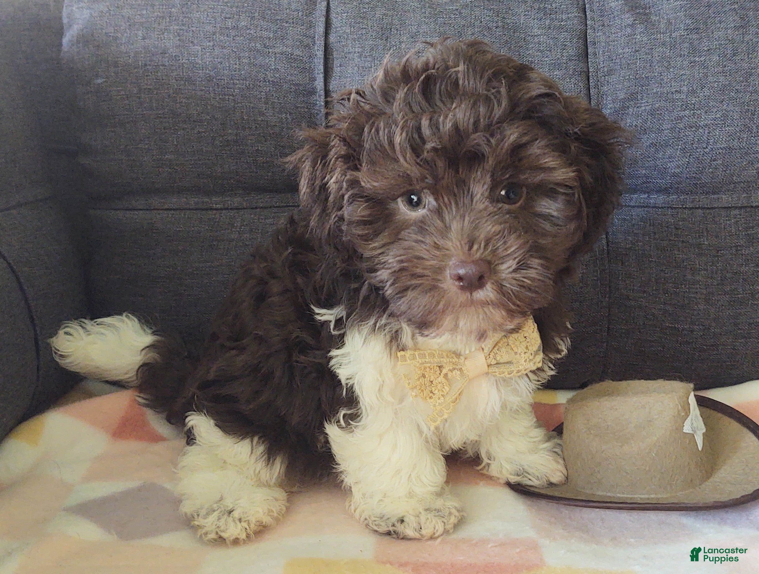 Maltipoo dogs Archie (chocolate)  - Ad 1