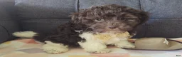Maltipoo dogs for sale: Archie (chocolate)  - Ad 1