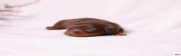 Miniature Dachshund dogs for sale: Rosie - Ad 7