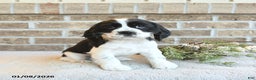 Cocker Spaniel dogs for sale: Selena - Ad 3